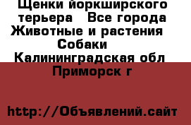 Щенки йоркширского терьера - Все города Животные и растения » Собаки   . Калининградская обл.,Приморск г.